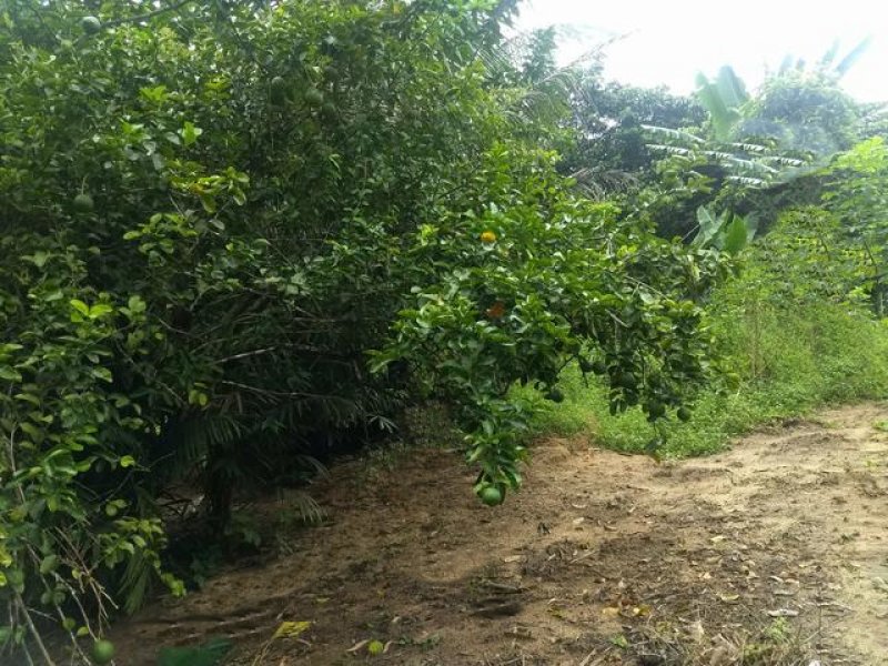 Brasilien 2'800 Ha Tiefpreis - Grundstück mit Rohstoffen Grundstück kaufen