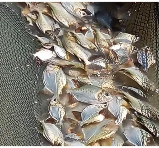 Brasilien 40 Ha Fischzucht in der Region Manaus AM Grundstück kaufen