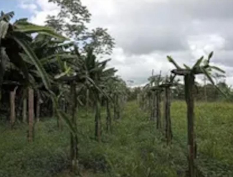 Brasilien 40 Ha Fischzucht in der Region Manaus AM Grundstück kaufen