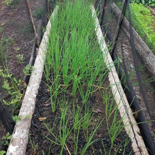 Brasilien 40 HA Tiefpreis - Grundstück mit Fischzucht - Region Manaus AM Grundstück kaufen