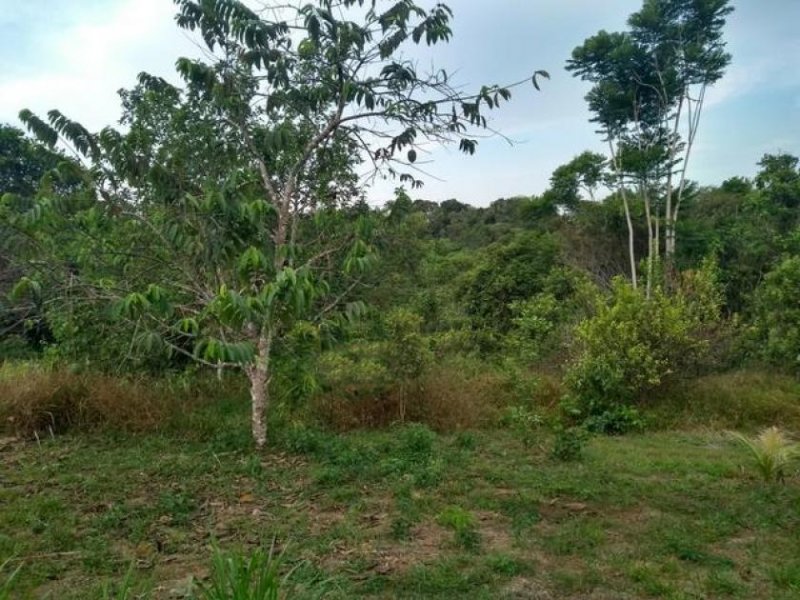 Brasilien 40 Ha Tiefpreis-Farm in der Nähe von Autazes AM Grundstück kaufen