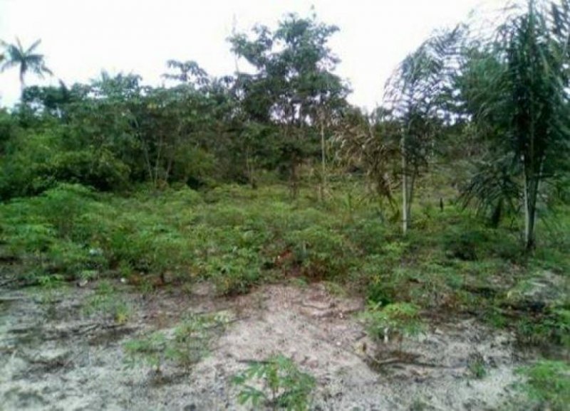 Brasilien 40 Ha Tiefpreis-Farm in der Nähe von Autazes AM Grundstück kaufen