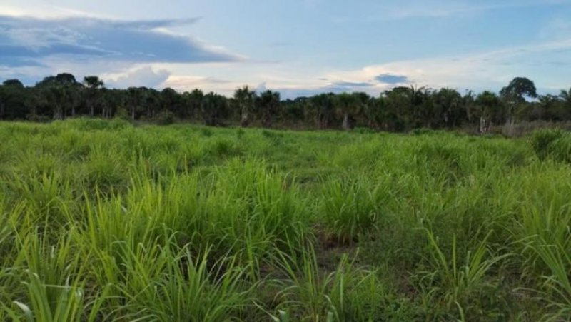 Brasilien 46.9 Ha Tiefpreis- Grundstück bei Presidente Figueiredo AM Grundstück kaufen