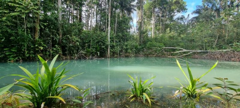Brasilien 479 Ha grosse Früchtefarm Grundstück kaufen