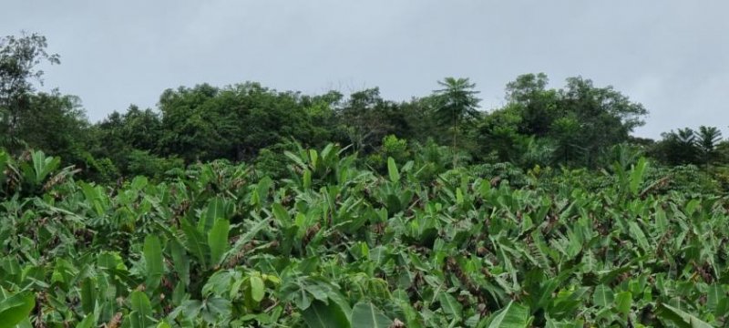  Brasilien 479 Ha grosse Früchtefarm Grundstück kaufen