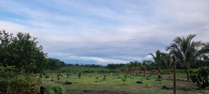  Brasilien 479 Ha grosse Früchtefarm Grundstück kaufen