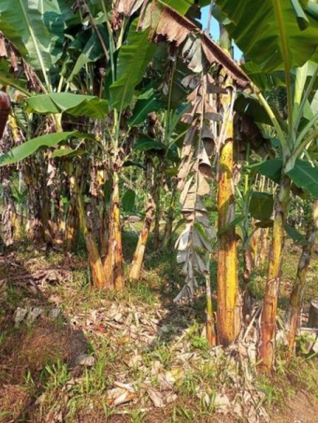 Brasilien 50 Ha Früchtefarm am Flüsschen nördlich von Manaus AM Grundstück kaufen