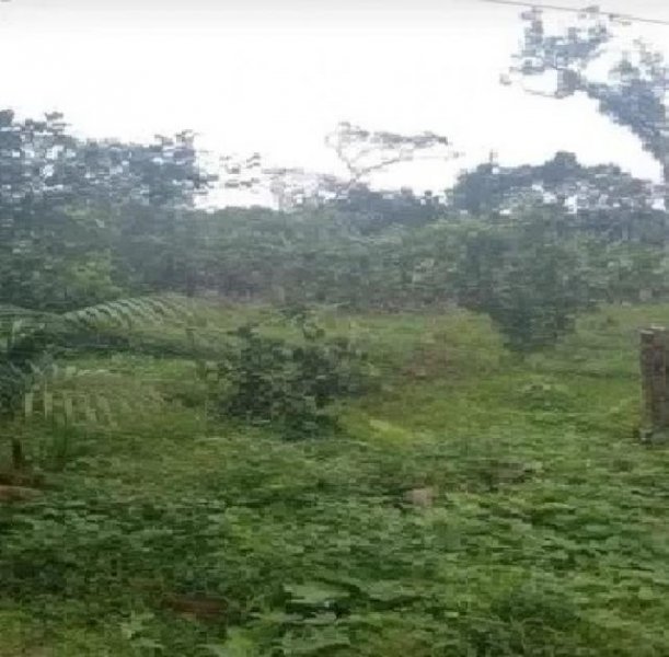 Brasilien 50 Ha Früchtefarm am Flüsschen nördlich von Manaus AM Grundstück kaufen