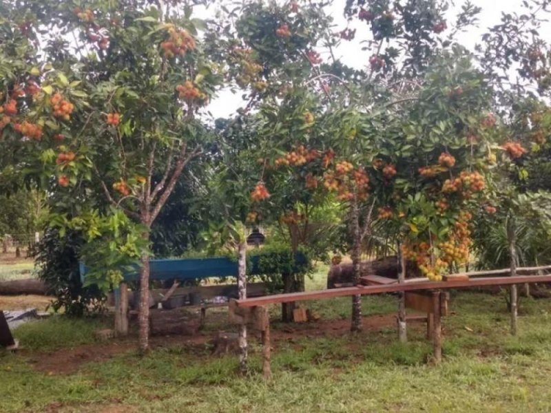Brasilien 50 Ha Früchtefarm am Flüsschen nördlich von Manaus AM Grundstück kaufen