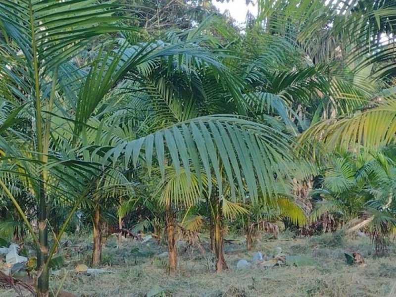  Brasilien 50 Ha Früchtefarm am Flüsschen nördlich von Manaus AM Grundstück kaufen
