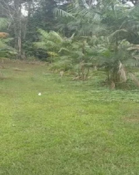 Brasilien 50 Ha Früchtefarm am Flüsschen nördlich von Manaus AM Grundstück kaufen