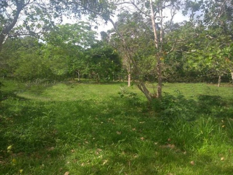 Brasilien 50 Ha grosses Tiefpreis-Grundstück bei Careiro Castanho AM Grundstück kaufen