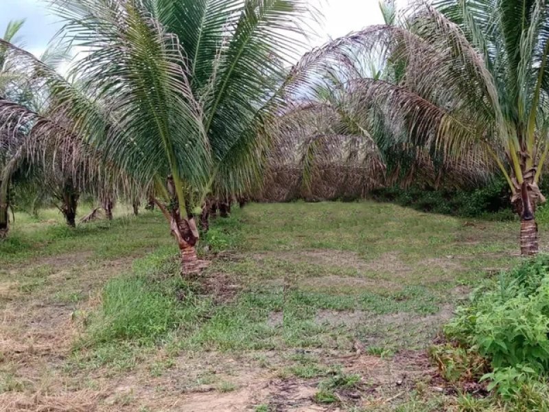 Brasilien 50 Ha Grundstück in der Nähe von Manaquiri-AM Grundstück kaufen