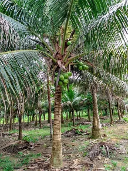Brasilien 50 Ha Grundstück in der Nähe von Manaquiri-AM Grundstück kaufen