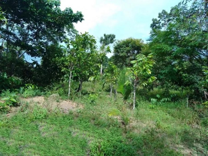 Brasilien 50 Ha Tiefpreis-Grundstück bei Presidente Figueiredo AM Grundstück kaufen