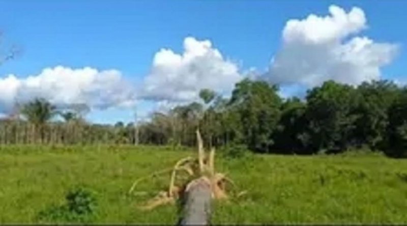 Brasilien 50 Ha Tiefpreis-Land mit Holzhaus und Privatsee Grundstück kaufen