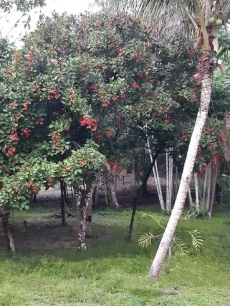 Brasilien 50 Ha Tiefpreis-Grundstück - Bauernhof bei Presidente Figueiredo AM Grundstück kaufen