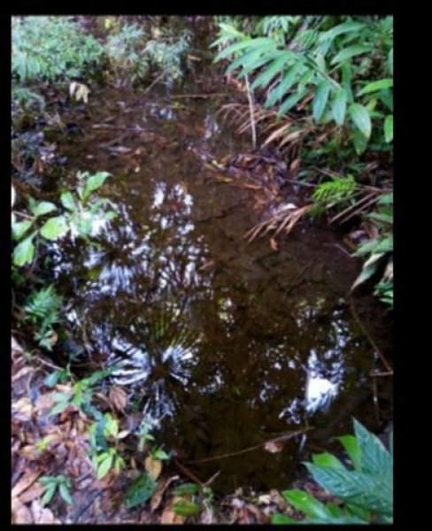 Brasilien 50 Ha Tiefpreis - Grundstück bei Rio direkt am Fluss Grundstück kaufen