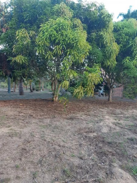 Brasilien 50 Ha Tiefpreis-Grundstück bei Presidente Figueiredo AM Grundstück kaufen