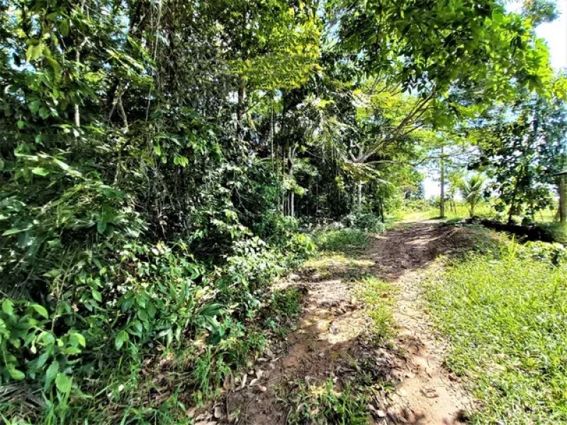 Brasilien 50 Ha Tiefpreis-Grundstück bei Presidente Figueiredo AM Grundstück kaufen