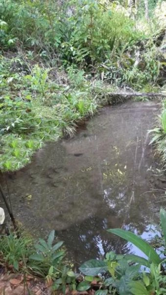 Brasilien 50 Ha Tiefpreis-Grundstück - Bauernhof bei Presidente Figueiredo AM Grundstück kaufen