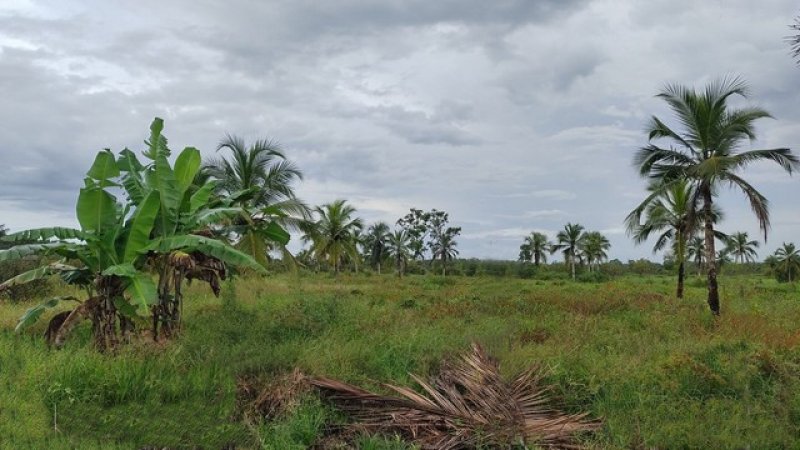  Brasilien 50 Ha Tiefpreis - Grundstück bei Rio direkt am Fluss Grundstück kaufen
