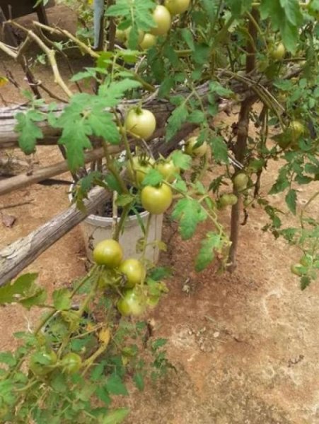 Brasilien 50 Ha Tiefpreis-Grundstück bei Presidente Figueiredo AM Grundstück kaufen