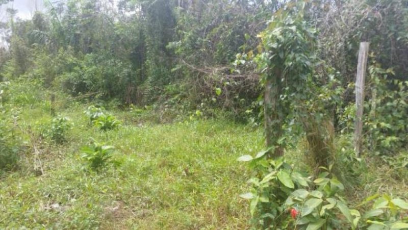  Brasilien 60 Ha Früchtefarm Presidente Figueiredo Am Grundstück kaufen