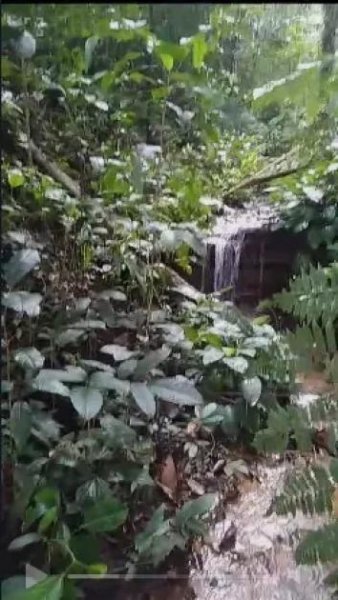  Brasilien 60 Ha Früchtefarm Presidente Figueiredo Am Grundstück kaufen