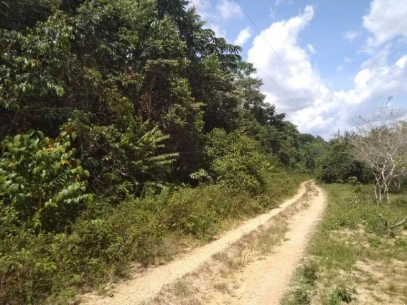  Brasilien 60 Ha Früchtefarm Presidente Figueiredo Am Grundstück kaufen