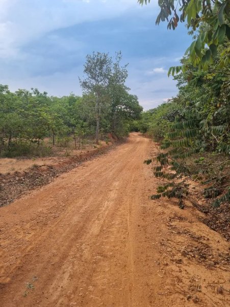  Brasilien 6'000 Ha Tiefpreis - Grundstück mit Rohstoffen Grundstück kaufen