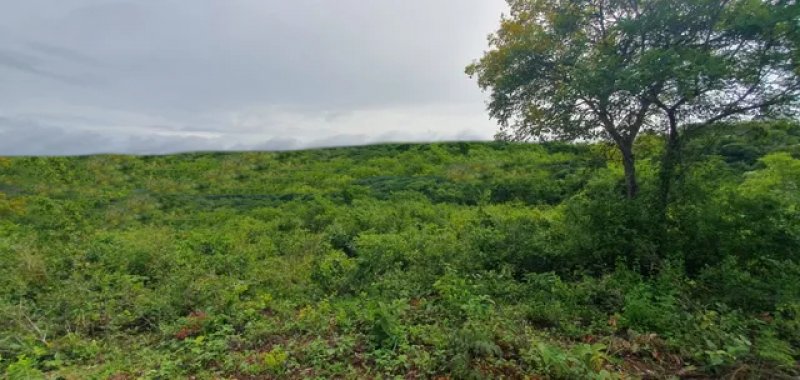 Brasilien 6'000 Ha Tiefpreis - Grundstück mit Rohstoffen Grundstück kaufen