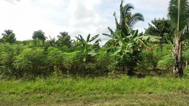 Brasilien 64 Ha Tiefpreis-Grundstück-Früchtefarm im Norden von Manaus AM Grundstück kaufen