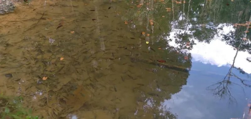 Brasilien 64 Ha Tiefpreis-Grundstück-Früchtefarm im Norden von Manaus AM Grundstück kaufen