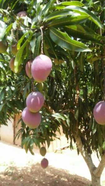 Brasilien 64 Ha Tiefpreis-Grundstück-Früchtefarm im Norden von Manaus AM Grundstück kaufen