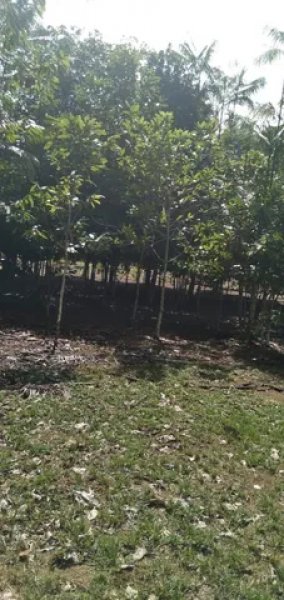 Brasilien 64 Ha Tiefpreis-Grundstück-Früchtefarm im Norden von Manaus AM Grundstück kaufen