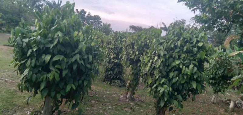 Brasilien 64 Ha Tiefpreis-Grundstück-Früchtefarm im Norden von Manaus AM Grundstück kaufen