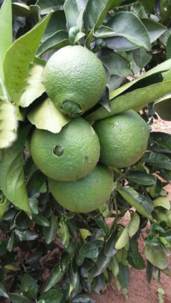 Brasilien 64 Ha Tiefpreis-Grundstück-Früchtefarm im Norden von Manaus AM Grundstück kaufen