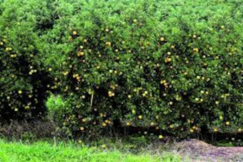 Brasilien 75 Ha grosses Tiefpreis-Grundstück mit Haus Region Manaus AM Grundstück kaufen