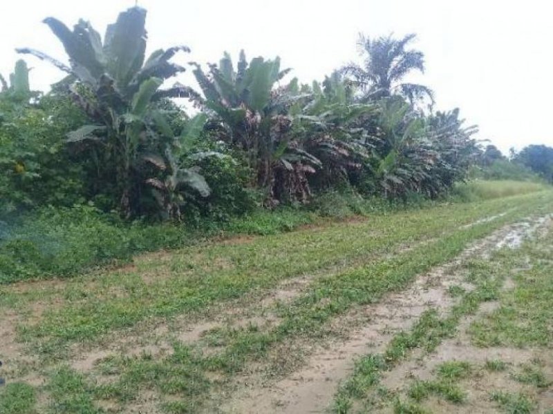 Brasilien 75 Ha grosses Tiefpreis-Grundstück mit Haus Region Manaus AM Grundstück kaufen