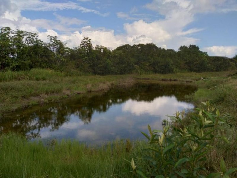 Brasilien 75 Ha Tiefpreis-Grundstück mit Früchte- Pflanzungen bei der Stadt Balbina AM Grundstück kaufen