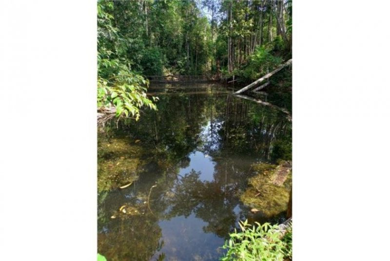  Brasilien 75 Ha Tiefpreis-Grundstück mit Früchte- Pflanzungen bei der Stadt Balbina AM Grundstück kaufen