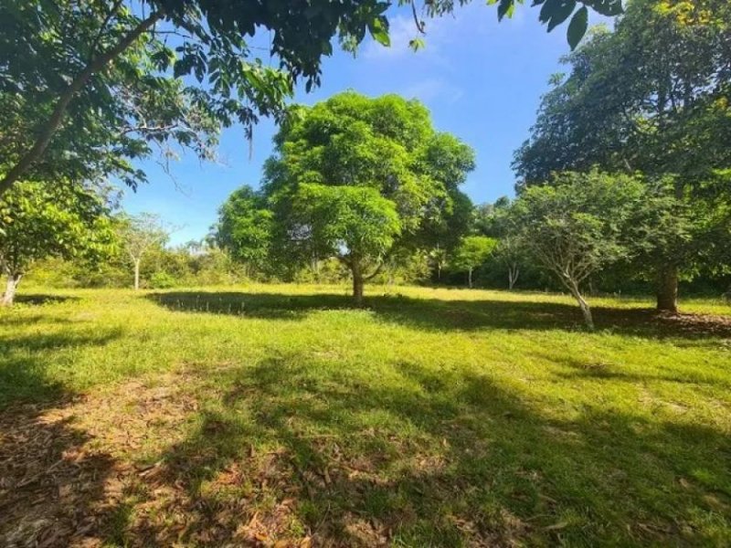 Brasilien 75 Ha Tiefpreis-Grundstück bei Region Manaus AM Grundstück kaufen