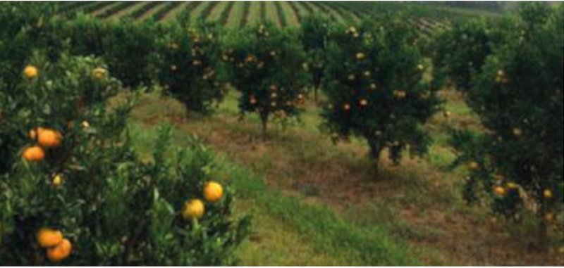  Brasilien 808 Ha Orangen-Kokosnuss-Acai-Fischzucht- Farm mit Privatsee Grundstück kaufen