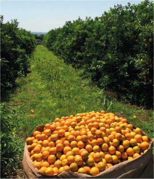  Brasilien 808 Ha Orangen-Kokosnuss-Acai-Fischzucht- Farm mit Privatsee Grundstück kaufen