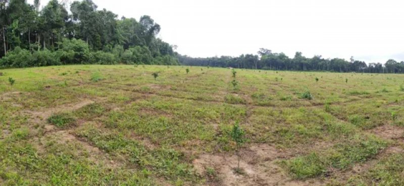  Brasilien 808 Ha Orangen-Kokosnuss-Acai-Fischzucht- Farm mit Privatsee Grundstück kaufen