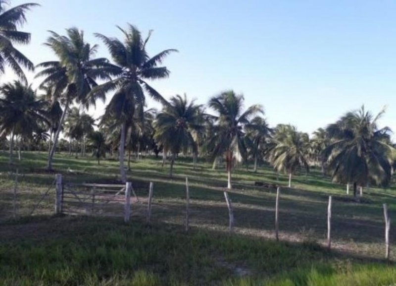 Brasilien Kokosnussölfabrik und Früchtefarm Gewerbe kaufen