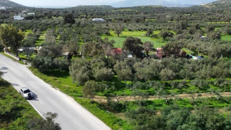 Kamilari Kreta, Olivenhain Grundstück 6.000 m² nahe dem Dorfzentrum Kamilari Grundstück kaufen
