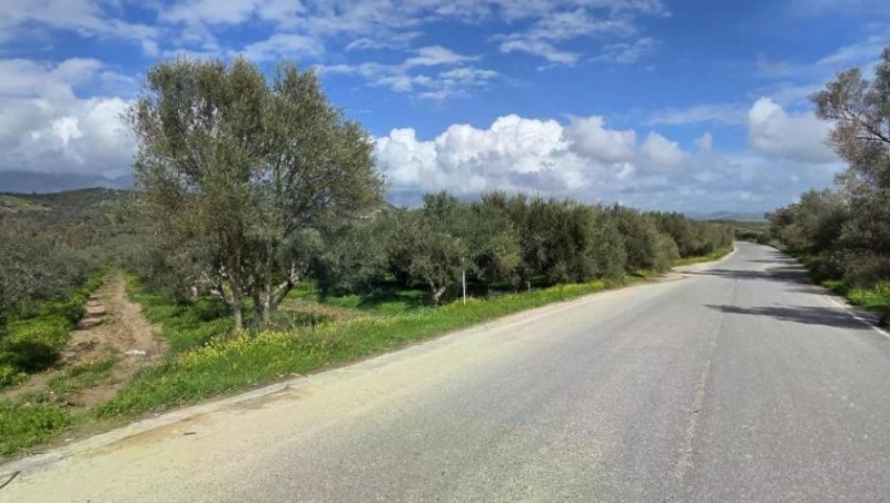 Kamilari Kreta, Olivenhain Grundstück 6.000 m² nahe dem Dorfzentrum Kamilari Grundstück kaufen