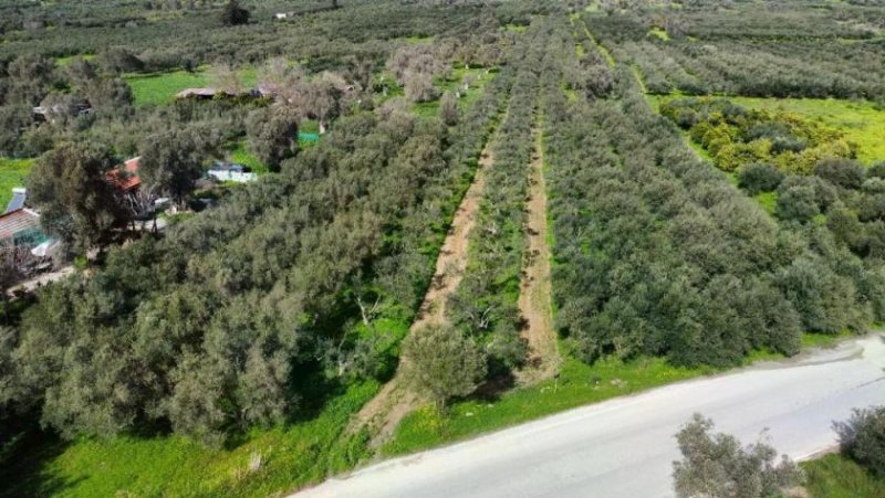 Kamilari Kreta, Olivenhain Grundstück 6.000 m² nahe dem Dorfzentrum Kamilari Grundstück kaufen